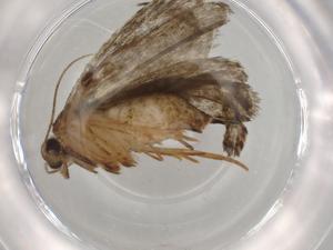  ( - BIOUG94265-F01)  @11 [ ] CreativeCommons - Attribution (2022) Centre for Biodiversity Genomics Centre for Biodiversity Genomics