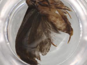  ( - BIOUG94265-F12)  @11 [ ] CreativeCommons - Attribution (2022) Centre for Biodiversity Genomics Centre for Biodiversity Genomics