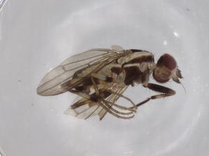  ( - BIOUG94268-H04)  @11 [ ] CreativeCommons - Attribution (2022) Centre for Biodiversity Genomics Centre for Biodiversity Genomics