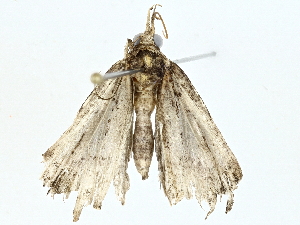  (Hypena malaise5595 - BIOUG95279-B06)  @11 [ ] CreativeCommons - Attribution (2022) CBG Photography Group Centre for Biodiversity Genomics