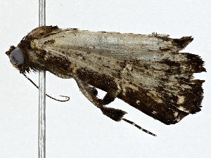  (Prosoparia Malaise0703 - BIOUG95322-E03)  @11 [ ] CreativeCommons - Attribution (2022) CBG Photography Group Centre for Biodiversity Genomics