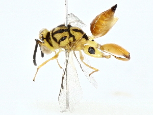  (chalMalaise5845 - BIOUG95323-C11)  @11 [ ] CreativeCommons - Attribution (2022) CBG Photography Group Centre for Biodiversity Genomics