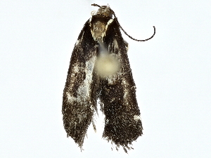  ( - BIOUG95323-E06)  @13 [ ] CreativeCommons - Attribution (2022) CBG Photography Group Centre for Biodiversity Genomics