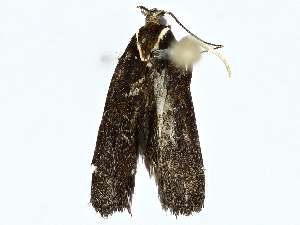  (gelMalaise01 Malaise9049 - BIOUG95323-E09)  @13 [ ] CreativeCommons - Attribution (2022) CBG Photography Group Centre for Biodiversity Genomics