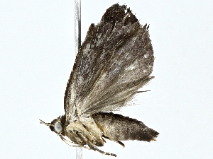  ( - BIOUG95323-E10)  @11 [ ] CreativeCommons - Attribution (2022) CBG Photography Group Centre for Biodiversity Genomics