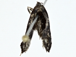  (geleBioLep01 BioLep9076 - BIOUG95323-F03)  @11 [ ] CreativeCommons - Attribution (2022) CBG Photography Group Centre for Biodiversity Genomics