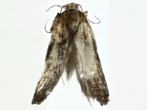  ( - BIOUG95323-G01)  @11 [ ] CreativeCommons - Attribution (2022) CBG Photography Group Centre for Biodiversity Genomics