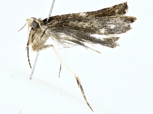  ( - BIOUG95324-F08)  @11 [ ] CreativeCommons - Attribution (2022) CBG Photography Group Centre for Biodiversity Genomics