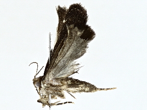  ( - BIOUG95324-G03)  @11 [ ] CreativeCommons - Attribution (2022) CBG Photography Group Centre for Biodiversity Genomics