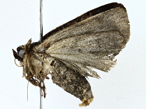  ( - BIOUG95325-A10)  @11 [ ] CreativeCommons - Attribution (2022) CBG Photography Group Centre for Biodiversity Genomics