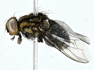  ( - BIOUG95326-A04)  @11 [ ] CreativeCommons - Attribution (2022) CBG Photography Group Centre for Biodiversity Genomics