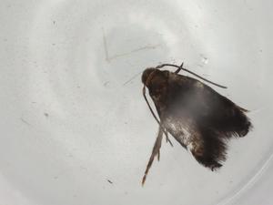  ( - BIOUG96034-A07)  @11 [ ] CreativeCommons - Attribution (2022) Centre for Biodiversity Genomics Centre for Biodiversity Genomics