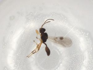  ( - BIOUG92353-C05)  @11 [ ] CreativeCommons - Attribution (2023) Centre for Biodiversity Genomics Centre for Biodiversity Genomics