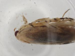  ( - BIOUG92366-C01)  @11 [ ] CreativeCommons - Attribution (2023) Centre for Biodiversity Genomics Centre for Biodiversity Genomics