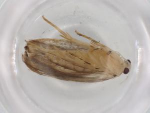  ( - BIOUG92366-D08)  @11 [ ] CreativeCommons - Attribution (2023) Centre for Biodiversity Genomics Centre for Biodiversity Genomics