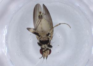  ( - BIOUG92376-F11)  @11 [ ] CreativeCommons - Attribution (2023) Centre for Biodiversity Genomics Centre for Biodiversity Genomics