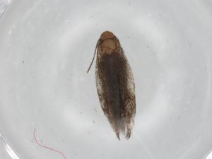  ( - BIOUG95247-C11)  @11 [ ] CreativeCommons - Attribution (2023) Centre for Biodiversity Genomics Centre for Biodiversity Genomics