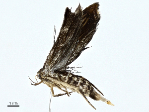  (gelMalaise01 Malaise1066 - BIOUG95327-G09)  @13 [ ] CreativeCommons - Attribution (2023) CBG Photography Group Centre for Biodiversity Genomics