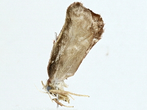  (depMalaise01 - BIOUG95357-A05)  @11 [ ] CreativeCommons - Attribution (2022) CBG Photography Group Centre for Biodiversity Genomics