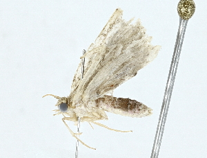  (Sigela BioLep8105 - BIOUG95358-G06)  @11 [ ] CreativeCommons - Attribution (2022) CBG Photography Group Centre for Biodiversity Genomics