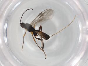  (Orgilus Malaise9241 - BIOUG96048-G09)  @11 [ ] CreativeCommons - Attribution (2022) Centre for Biodiversity Genomics Centre for Biodiversity Genomics