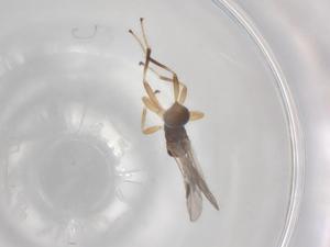  ( - BIOUG96060-A06)  @11 [ ] CreativeCommons - Attribution (2023) Centre for Biodiversity Genomics Centre for Biodiversity Genomics