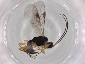  ( - BIOUG96060-D09)  @11 [ ] CreativeCommons - Attribution (2023) Centre for Biodiversity Genomics Centre for Biodiversity Genomics