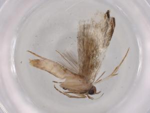  (gelMalaise01 Malaise9622 - BIOUG96064-C02)  @11 [ ] CreativeCommons - Attribution (2023) Centre for Biodiversity Genomics Centre for Biodiversity Genomics