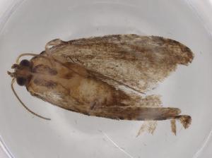  (tortMalaise9156 Malaise9156 - BIOUG96064-C12)  @11 [ ] CreativeCommons - Attribution (2023) Centre for Biodiversity Genomics Centre for Biodiversity Genomics