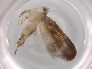  ( - BIOUG96064-D01)  @11 [ ] CreativeCommons - Attribution (2023) Centre for Biodiversity Genomics Centre for Biodiversity Genomics