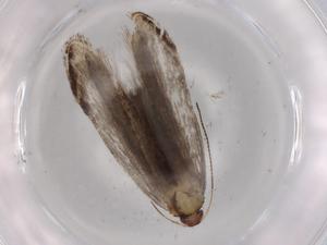  (gelMalaise01 Malaise1154 - BIOUG96064-D05)  @11 [ ] CreativeCommons - Attribution (2023) Centre for Biodiversity Genomics Centre for Biodiversity Genomics