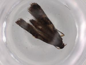  ( - BIOUG96064-G10)  @11 [ ] CreativeCommons - Attribution (2023) Centre for Biodiversity Genomics Centre for Biodiversity Genomics