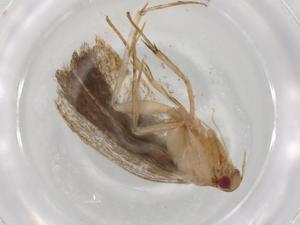  ( - BIOUG96068-F03)  @11 [ ] CreativeCommons - Attribution (2023) Centre for Biodiversity Genomics Centre for Biodiversity Genomics