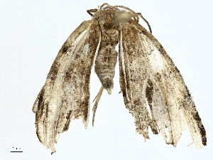  (uraMalaise1906 - BIOUG98661-C05)  @11 [ ] CreativeCommons - Attribution (2023) CBG Photography Group Centre for Biodiversity Genomics