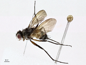  (Ceromya Janzen2061 - BIOUG98664-G10)  @11 [ ] CreativeCommons - Attribution (2023) CBG Photography Group Centre for Biodiversity Genomics