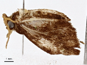  ( - BIOUG98665-B12)  @11 [ ] CreativeCommons - Attribution (2023) CBG Photography Group Centre for Biodiversity Genomics