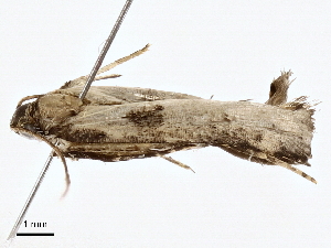  ( - BIOUG98665-C04)  @11 [ ] CreativeCommons - Attribution (2023) CBG Photography Group Centre for Biodiversity Genomics