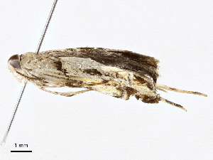  (gelMalaise01 Malaise0902 - BIOUG98665-C08)  @11 [ ] CreativeCommons - Attribution (2023) CBG Photography Group Centre for Biodiversity Genomics