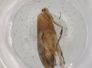  (gelMalaise01 Malaise1198 - BIOUG98721-A02)  @11 [ ] CreativeCommons - Attribution (2023) Centre for Biodiversity Genomics Centre for Biodiversity Genomics