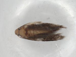  ( - BIOUG98721-B11)  @11 [ ] CreativeCommons - Attribution (2023) Centre for Biodiversity Genomics Centre for Biodiversity Genomics