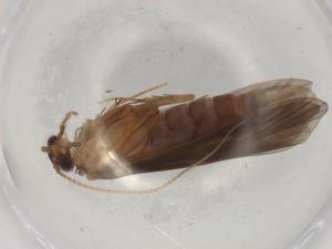  ( - BIOUG98722-C11)  @11 [ ] CreativeCommons - Attribution (2023) Centre for Biodiversity Genomics Centre for Biodiversity Genomics