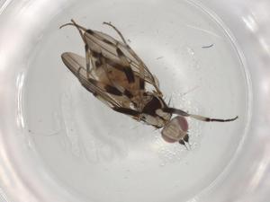  ( - BIOUG98776-A06)  @11 [ ] CreativeCommons - Attribution (2023) Centre for Biodiversity Genomics Centre for Biodiversity Genomics