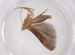  ( - CBG-A35006-A04)  @11 [ ] CreativeCommons - Attribution Share - Alike (2024) Centre for Biodiversity Genomics Centre for Biodiversity Genomics