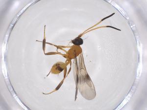  (cryptJanzen01 Malaise7291 - CBG-A35006-D09)  @11 [ ] CreativeCommons - Attribution Share - Alike (2024) Centre for Biodiversity Genomics Centre for Biodiversity Genomics