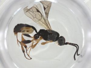  ( - CBG-A35009-B02)  @11 [ ] CreativeCommons - Attribution Share - Alike (2024) Centre for Biodiversity Genomics Centre for Biodiversity Genomics