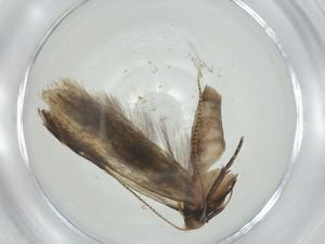  ( - CBG-A35010-D08)  @11 [ ] CreativeCommons - Attribution Share - Alike (2024) Centre for Biodiversity Genomics Centre for Biodiversity Genomics