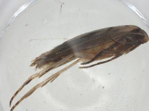  ( - CBG-A35012-B11)  @11 [ ] CreativeCommons - Attribution Share - Alike (2024) Centre for Biodiversity Genomics Centre for Biodiversity Genomics