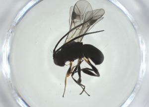  ( - CBG-A35024-G10)  @11 [ ] CreativeCommons - Attribution Share - Alike (2024) Centre for Biodiversity Genomics Centre for Biodiversity Genomics