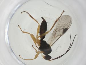  ( - CBG-A36070-A09)  @11 [ ] CreativeCommons - Attribution Share - Alike (2024) Centre for Biodiversity Genomics Centre for Biodiversity Genomics