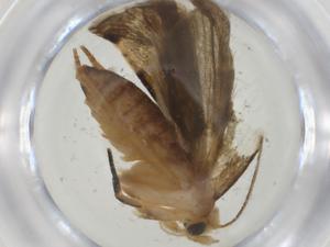  ( - CBG-A36072-B09)  @11 [ ] CreativeCommons - Attribution Share - Alike (2024) Centre for Biodiversity Genomics Centre for Biodiversity Genomics